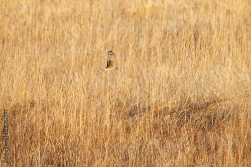 夕方飛翔してねぐら入りする美しいハイイロチュウヒ（タカ科）
英名学名：orthern harrier (Circus cyaneus, family comprising hawks) 
栃木県栃木市渡良瀬遊水地-2025
 photo