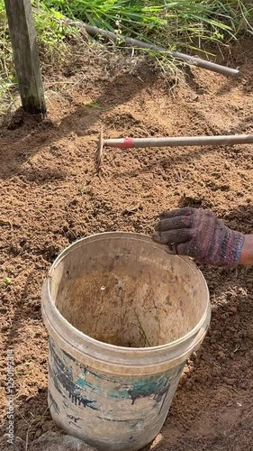 Wallpaper Mural Close-up of a gardener using a hand rake to clear weeds from the soil and picking them up by hand to dispose of them in a plastic bucket. Torontodigital.ca