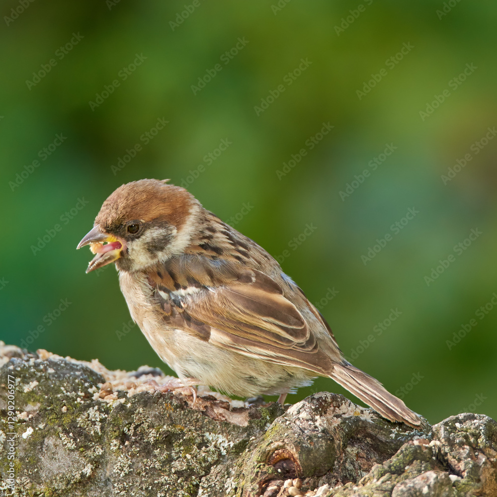 Fototapeta premium Bird watching, sparrow and eating in countryside for environment, sustainability and food in nature habitat. Garden, ecology and animal for hobby, ornithology and eurasian tit in outdoors landscape