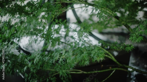 Japanese Garden,Maple,Branches,Silence,Water Basin,Water Surface,Water Droplets,Water Ripples,HS