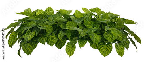 green leaves isolated 
