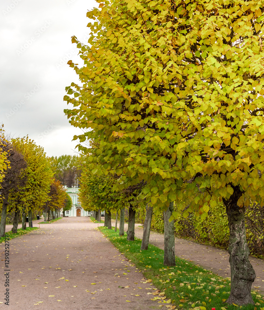 Obraz premium Path lined with trees is shown in the image