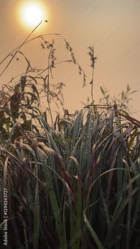 grass in sunrise, beautiful nature, landscape grass in sunrise, beautiful nature, landscape