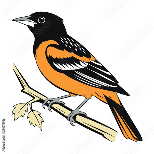 Baltimore oriole bird flat color image with a whit background.