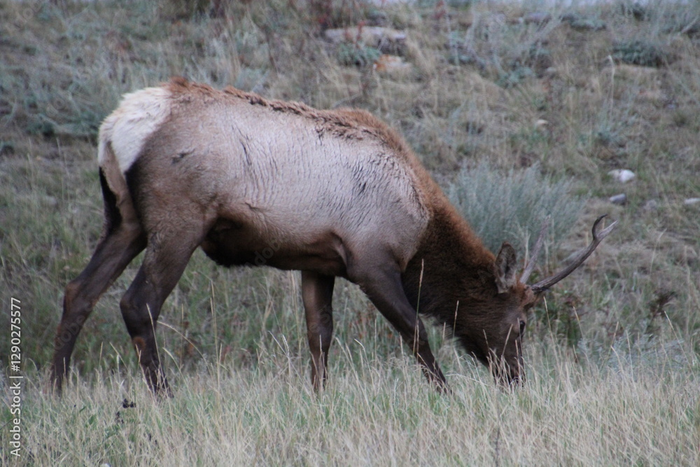 Elk Eating, Jasper National Park, Alberta Elk Eating, Jasper National Park, Alberta