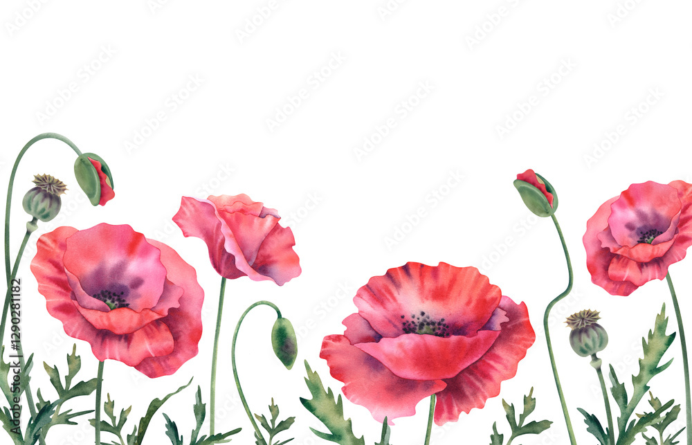 Fototapeta premium Poppies are red on a white background. Frame, border of wildflowers. Hand-painted watercolor botanical illustration. Bouquet of flowers for decorating invitations, booklets, postcards