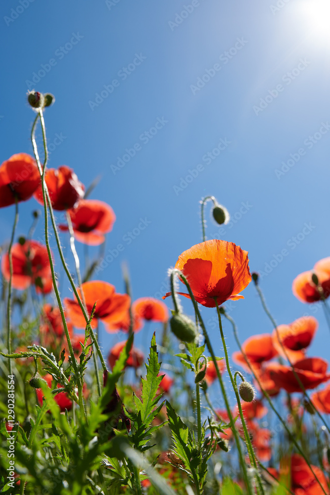 Obraz premium Countryside, sky and flowers in garden, floral and sustainability in environment and low angle. Outdoor, eco friendly and blossom of poppies in nature, space and growth of plants, scenery or Denmark