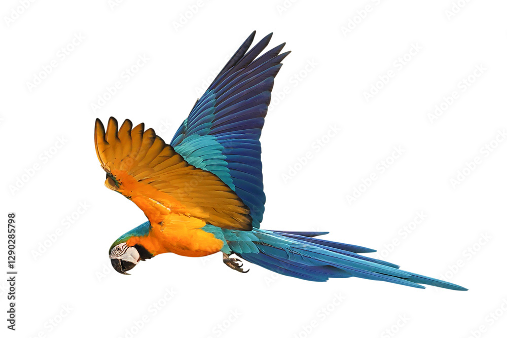 Fototapeta premium Colorful flying Blue and Gold Macaw parrot isolated on transparent background png file