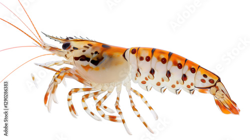 Wallpaper Mural Detailed close-up of a vibrant shrimp showcasing its intricate features and colors Torontodigital.ca