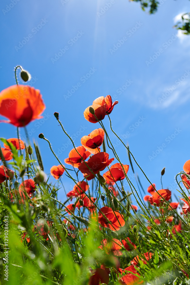 Obraz premium Countryside, sky and flowers in garden, color and sustainability in environment and low angle. Outdoor, eco friendly and blossom of poppies in nature, space and growth of plants, scenery or Denmark
