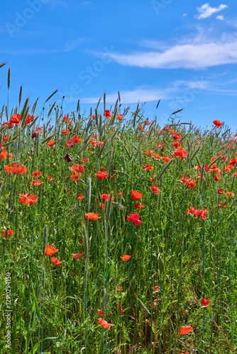 Countryside, plants and growth of flowers, nature and sustainability in environment and scenery. Outdoor, eco friendly and color of poppies in garden, sky and sprout in location, blossom or Denmark