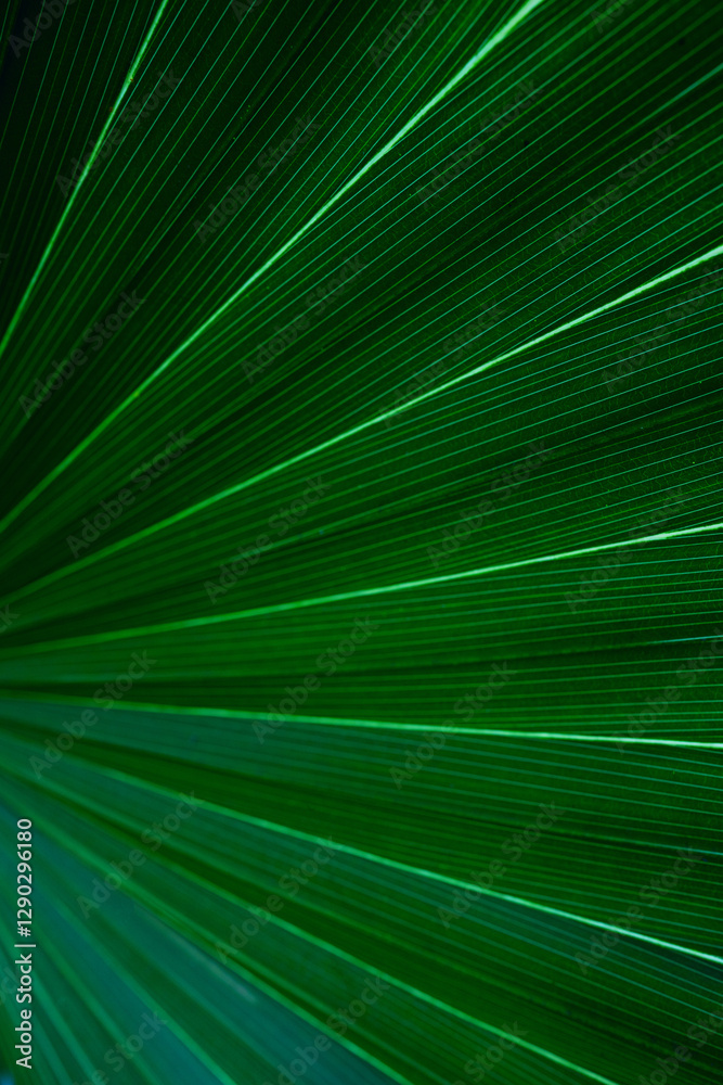 Obraz premium abstract palm leaf textures on dark blue tone, natural green background.