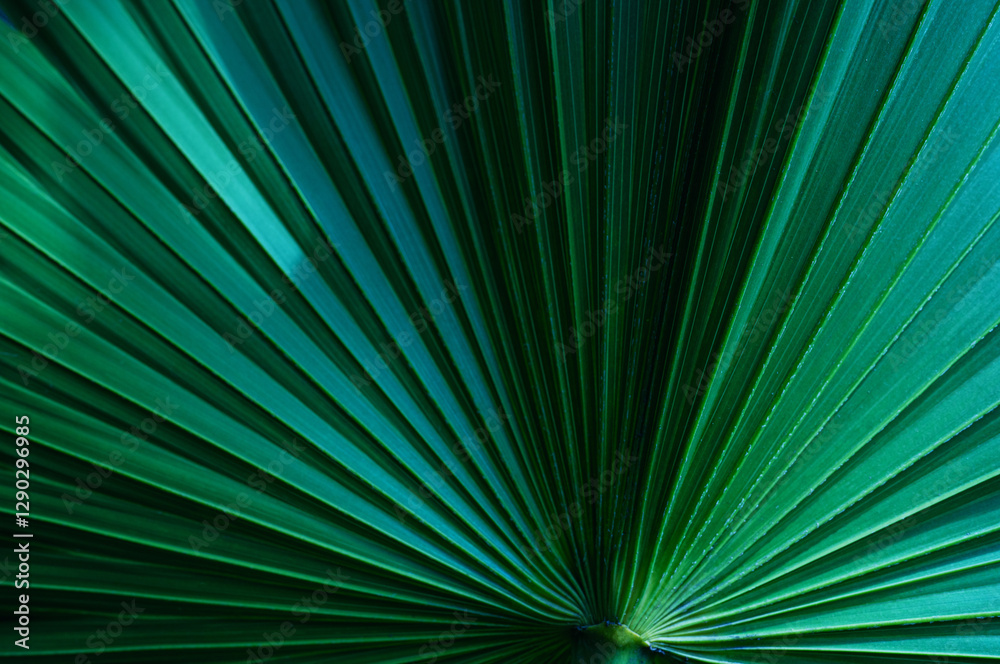Obraz premium abstract palm leaf textures on dark blue tone, natural green background.