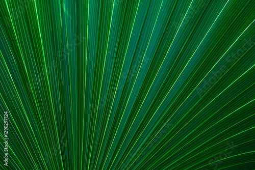 abstract palm leaf textures on dark blue tone, natural green background.