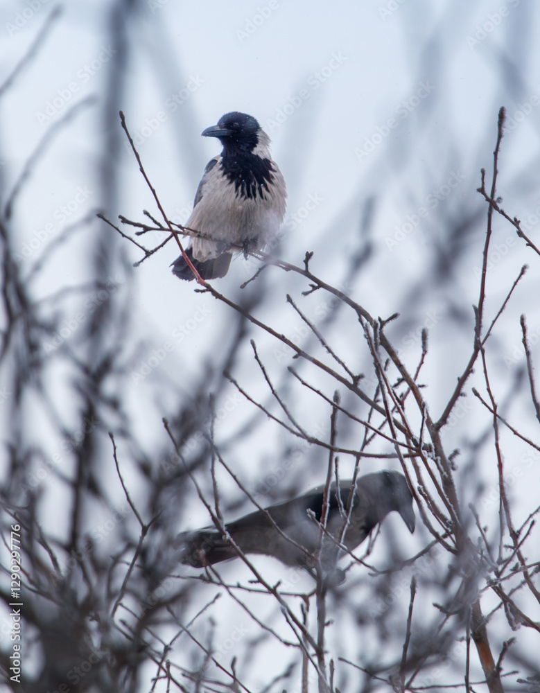 Fototapeta premium A bird is perched on a branch in a tree