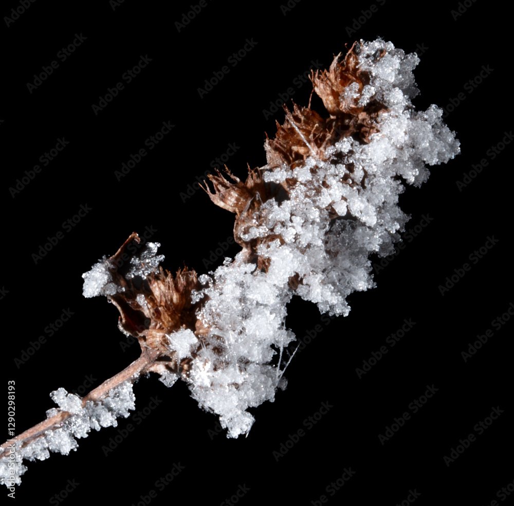 Fototapeta premium A branch covered in snow and ice