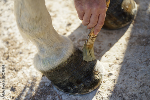 Closeup of a horse's hoof with a brush applying oil, for its care photo