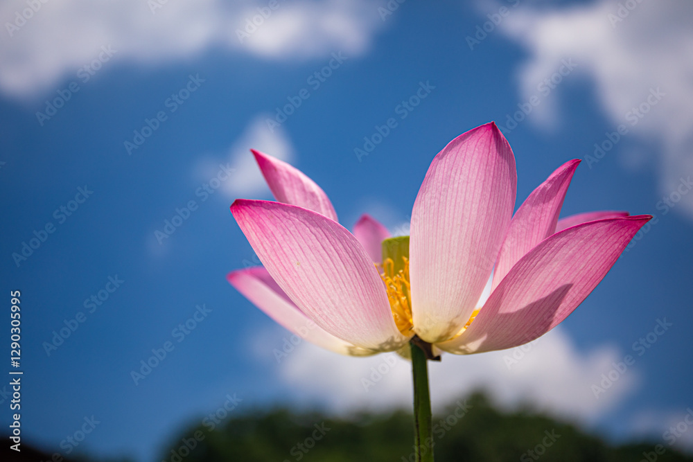 Fototapeta premium 연꽃