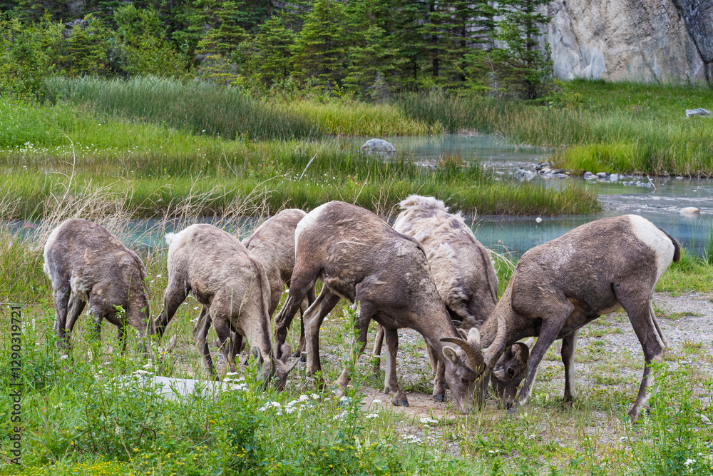 A serene group of mountain goats grazes peacefully in a lush green field, amidst a backdrop of trees and a tranquil body of water, embodying wildlife and harmony. A serene group of mountain goats grazes peacefully in a lush green field, amidst a backdrop of trees and a tranquil body of water, embodying wildlife and harmony.