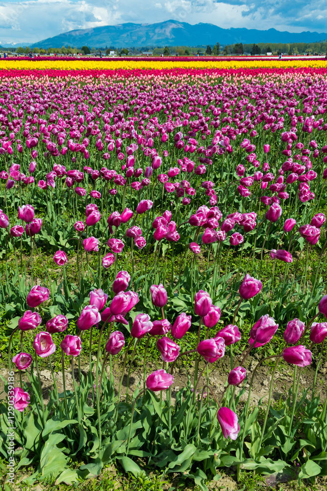 A vibrant field of blooming tulips creates a stunning, colorful spring scene, representing renewal, beauty, and the cheerful essence of nature’s seasonal display. A vibrant field of blooming tulips creates a stunning, colorful spring scene, representing renewal, beauty, and the cheerful essence of nature’s seasonal display.