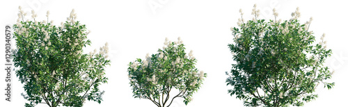 Ceanothus americanus shrub\bush isolated png on a transparent background premium cutout
(New Jersey tea, red-root; redroot, mountain sweet, wild snowball)