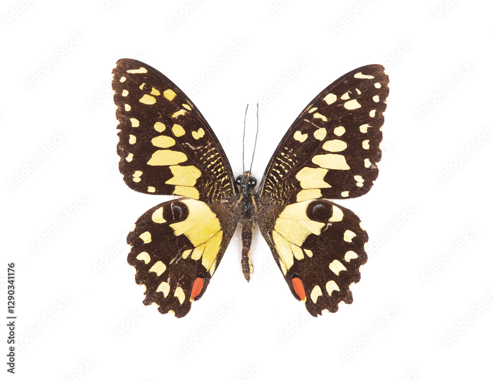 natural butterfly from collection isolated on white background natural butterfly from collection isolated on white background