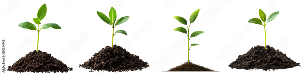set of A small green seedling is growing from the ground, seedling from the ground, green seedling, the beginning of a tree, the birth of a small seedling, on a transparent backgrounds set of A small green seedling is growing from the ground, seedling from the ground, green seedling, the beginning of a tree, the birth of a small seedling, on a transparent backgrounds