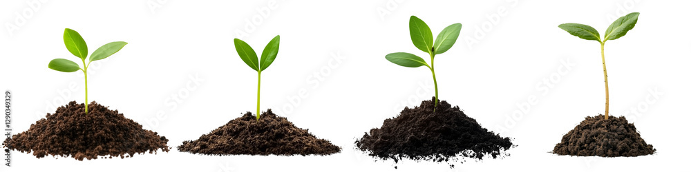 set of A small green seedling is growing from the ground, seedling from the ground, green seedling, the beginning of a tree, the birth of a small seedling, on a transparent backgrounds set of A small green seedling is growing from the ground, seedling from the ground, green seedling, the beginning of a tree, the birth of a small seedling, on a transparent backgrounds