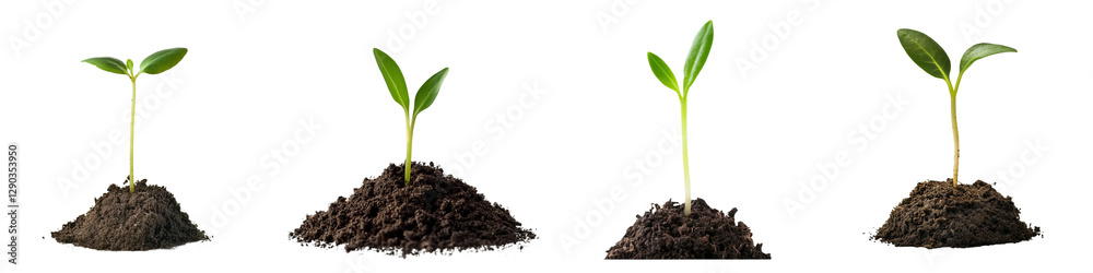 set of A small green seedling is growing from the ground, seedling from the ground, green seedling, the beginning of a tree, the birth of a small seedling, on a transparent backgrounds set of A small green seedling is growing from the ground, seedling from the ground, green seedling, the beginning of a tree, the birth of a small seedling, on a transparent backgrounds