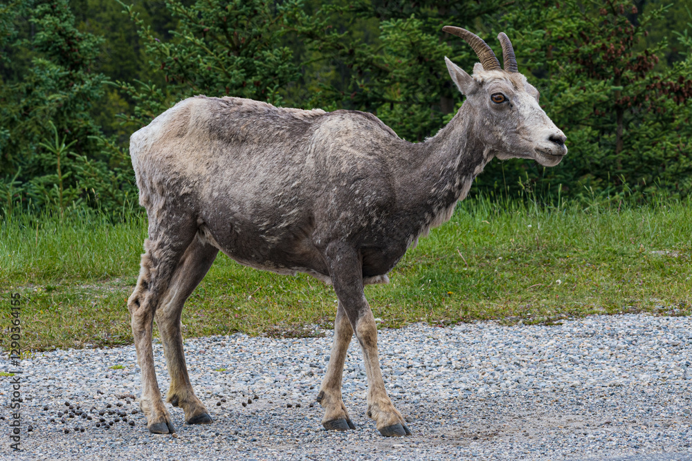 Naklejka premium A close-up image of a curious goat standing on a rocky terrain, showcasing its unique features and natural habitat within a lush green environment.