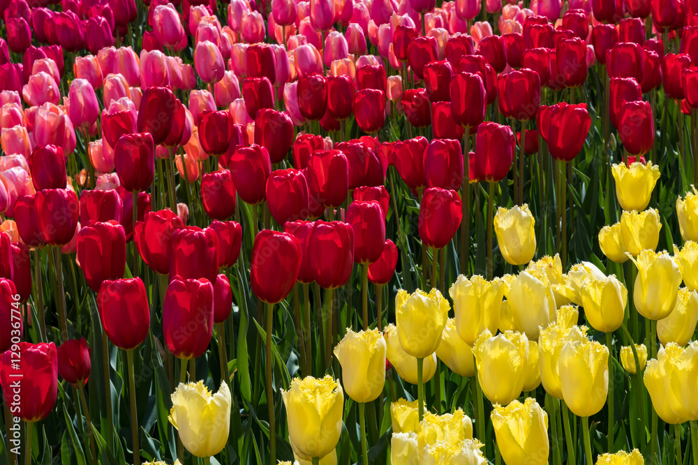 A vibrant display of tulips in striking colors fills the field, representing the beauty of spring and the joy and renewal it brings to gardens and nature lovers alike. A vibrant display of tulips in striking colors fills the field, representing the beauty of spring and the joy and renewal it brings to gardens and nature lovers alike.