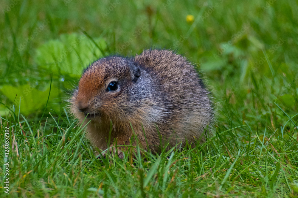 A small, furry rodent exploring the lush green grass, highlighting the connection between wildlife and nature, capturing the essence of life in a vibrant ecosystem. A small, furry rodent exploring the lush green grass, highlighting the connection between wildlife and nature, capturing the essence of life in a vibrant ecosystem.