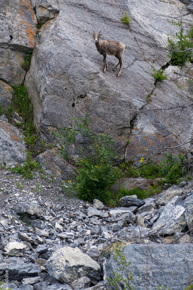 Naklejka premium A solitary mountain goat is poised gracefully on a rocky cliff, highlighting its ability to navigate rugged terrains while blending seamlessly into the natural environment.
