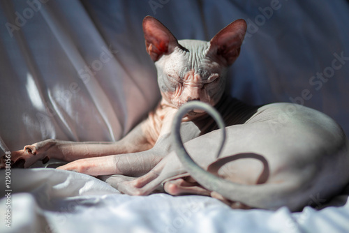A bald cat of the Don Sphynx breed is dozing on a white sheet in the rays of the midday sun. Bald tail ring in a cat without hair