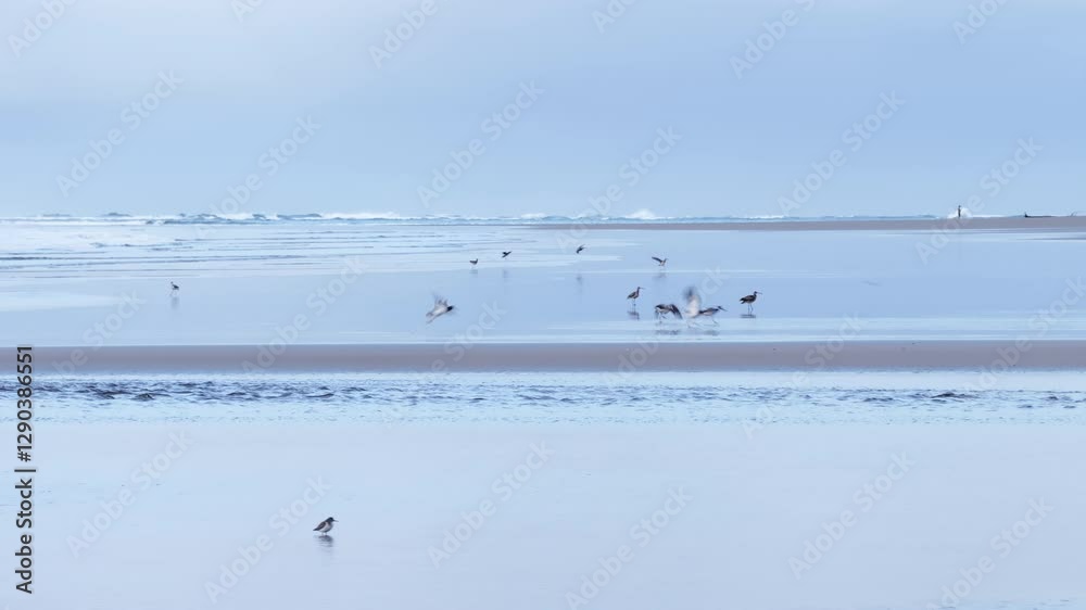 At high tide, lively Sanderlings scurry along the sandy beach in the picturesque Marino Ballena National Park, located in beautiful Costa Rica At high tide, lively Sanderlings scurry along the sandy beach in the picturesque Marino Ballena National Park, located in beautiful Costa Rica