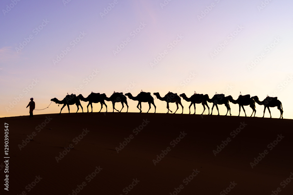 Sunrise silhouette of camels and handler, Merzouga