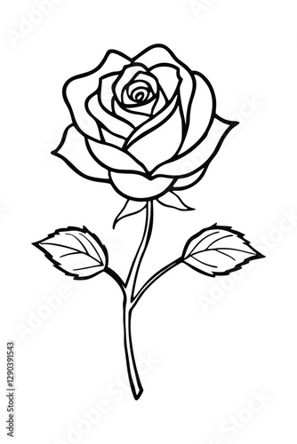 rose vector illustration line art