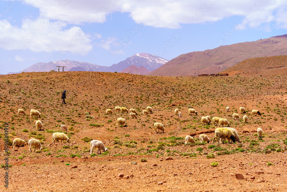 Herd of sheep, in the High Atlas