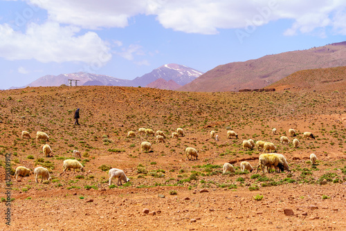 Obraz na płótnie Herd of sheep, in the High Atlas w salonie