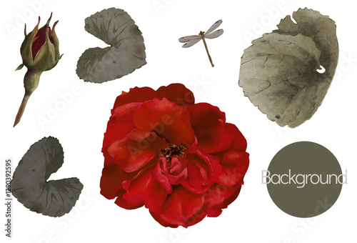 garden rose watercolor illustration with green leaves set isolated