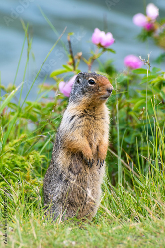 A charming groundhog stands alertly amidst vibrant blossoms, capturing a moment of wildlife in harmony with nature, and showcasing the beauty of animal life in its habitat.
