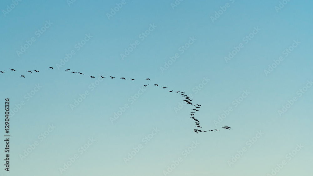 a flock of migratory birds in the sky a flock of migratory birds in the sky