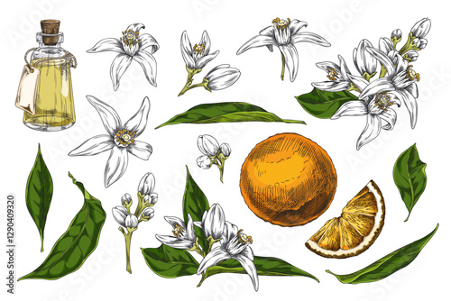 Vector set of hand drawn illustrations depicting neroli flowers, plants, leaves and essential oil.