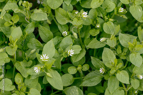 Stellaria media. Canary grass, chickweed. Plant with tiny flowers and white petals. photo