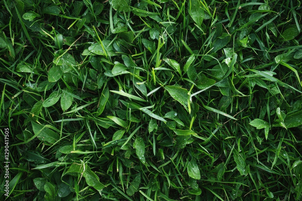 Lush verdant grass expanse ideal for sports visuals, dynamic texture enhancing outdoor experiences and nature-centric themes, elevating freshness and energy in imagery Lush verdant grass expanse ideal for sports visuals, dynamic texture enhancing outdoor experiences and nature-centric themes, elevating freshness and energy in imagery