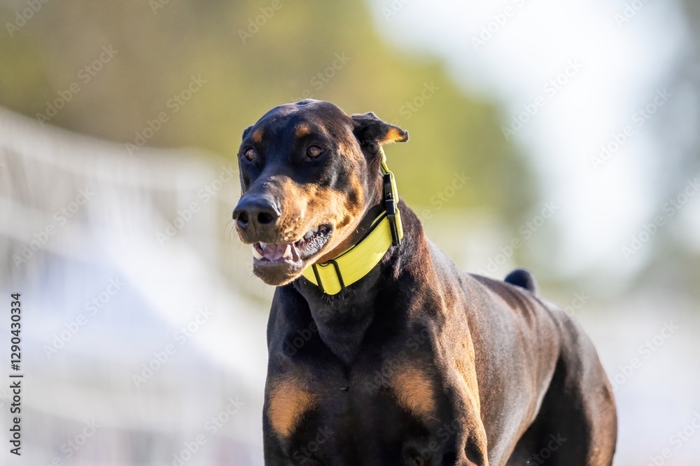 Black and Tan Doberman Running Lure Course Sprint Dog Sport Black and Tan Doberman Running Lure Course Sprint Dog Sport