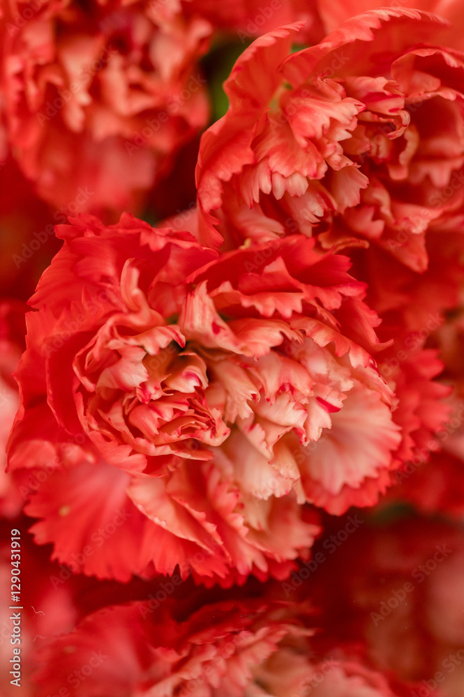 Close-Up of Vibrant Coral Orange Carnation Ruffly Petals Close-Up of Vibrant Coral Orange Carnation Ruffly Petals