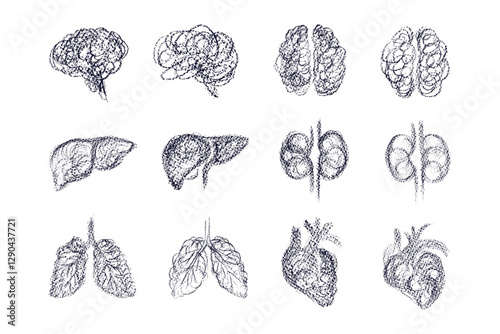 Art brain, sketch of heart, liver, kidneys, lung