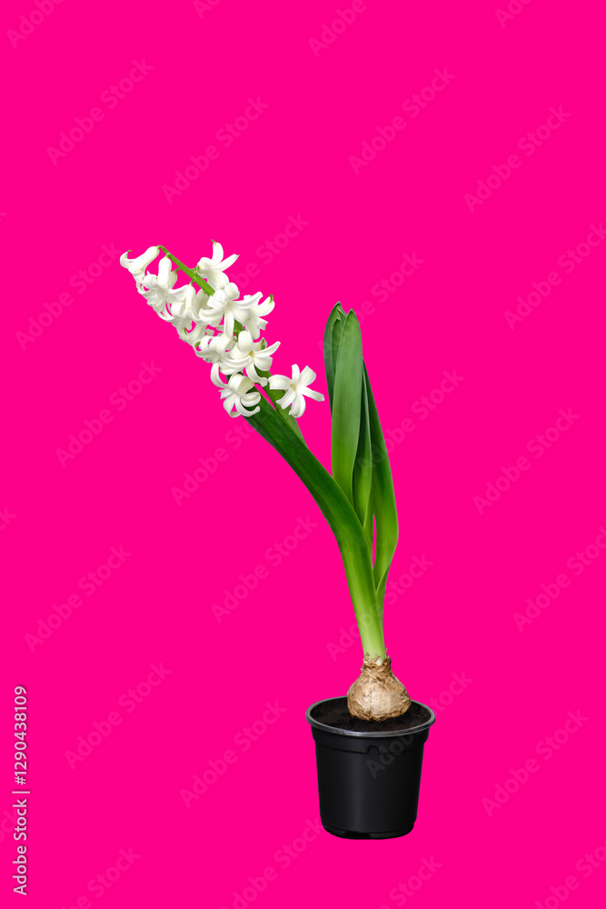 Hyacinth flower with white petals is growing in a black pot isolated on pink background. Blooming bulbous house plant close-up. A plant tied to a support. Beginning to bloom. HQ vertical photo. Hyacinth flower with white petals is growing in a black pot isolated on pink background. Blooming bulbous house plant close-up. A plant tied to a support. Beginning to bloom. HQ vertical photo.