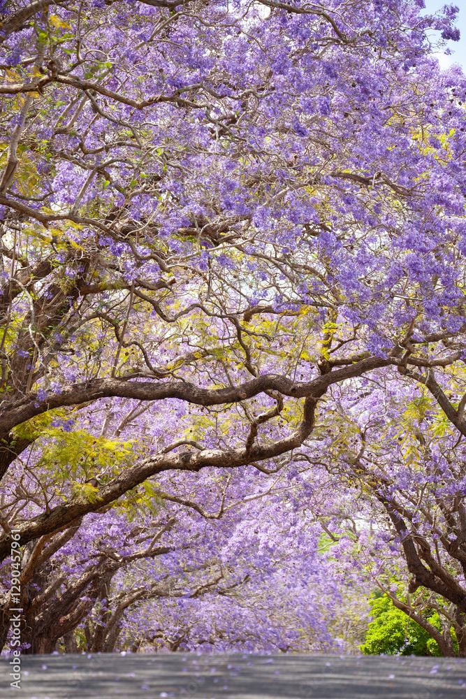 Jacaranda in Grafton, Australien. Palisanderholzbaum -Jacaranda mimosifolia in voller Blüte. Baum Allee in der stadt Grafton in New South Wales, Australien. Jacaranda in Grafton, Australien. Palisanderholzbaum -Jacaranda mimosifolia in voller Blüte. Baum Allee in der stadt Grafton in New South Wales, Australien.